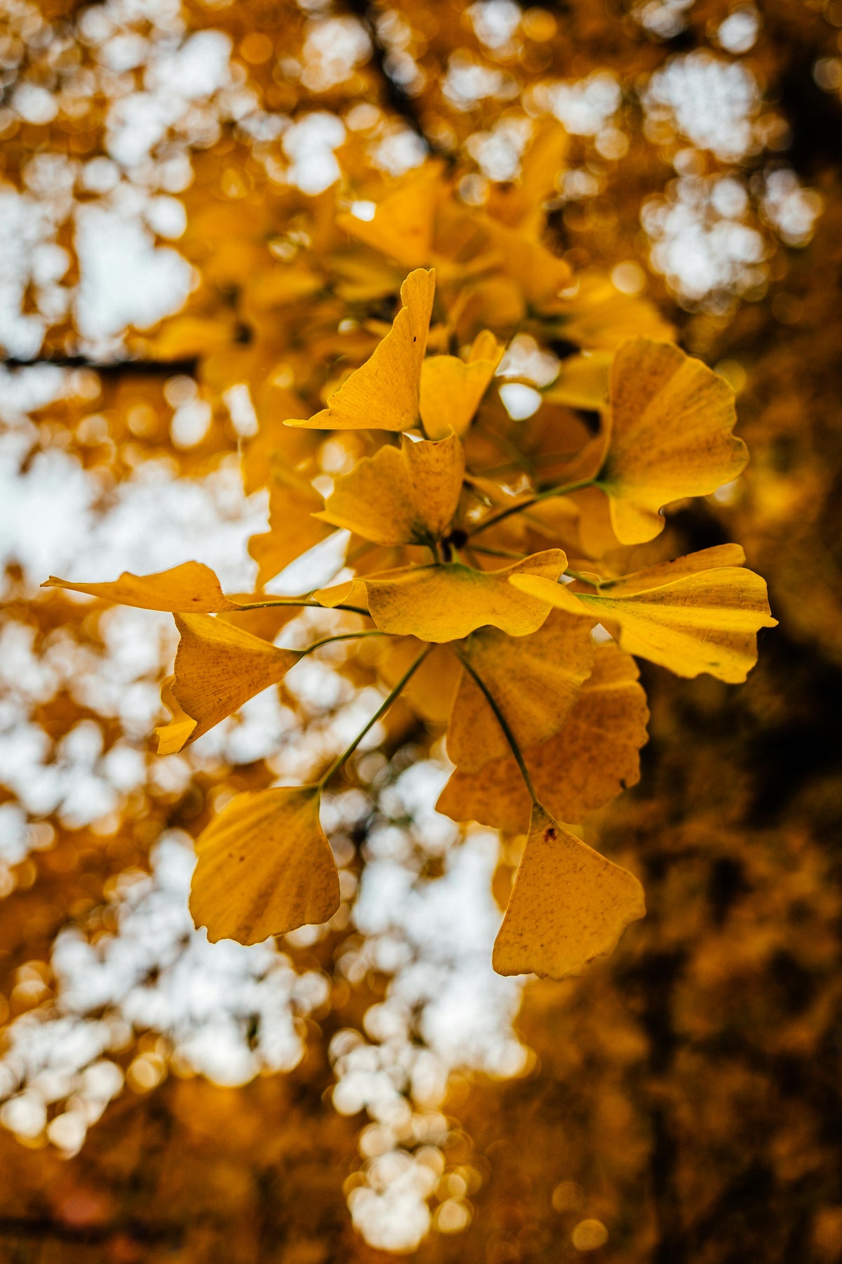 Photo de feuilles de Ginkgo biloba jaunes